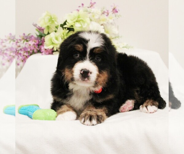 Medium Photo #3 Bernese Mountain Dog Puppy For Sale in COATESVILLE, PA, USA