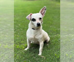 Chihuahua Dogs for adoption in PIPE CREEK, TX, USA