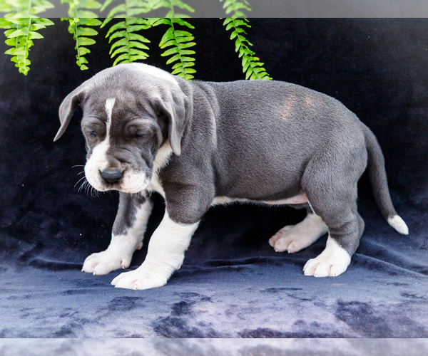 Medium Photo #12 Great Dane Puppy For Sale in WAKARUSA, IN, USA