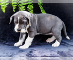 Small #11 Great Dane