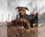 Small Mutt