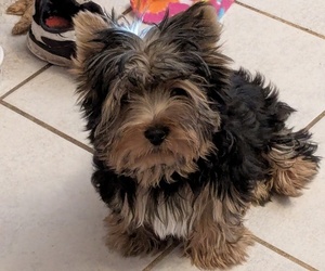 Yorkshire Terrier Puppy for sale in DELTONA, FL, USA