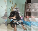 Small Photo #2 Shepadoodle Puppy For Sale in EZEL, KY, USA