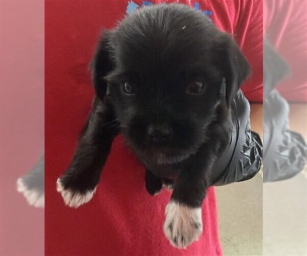 Medium Photo #1 Norfolk Terrier-Unknown Mix Puppy For Sale in San Bernardino, CA, USA