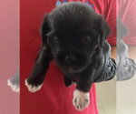 Small Norfolk Terrier Mix