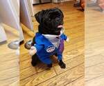 Small Photo #1 Pug Puppy For Sale in LYNDON CENTER, VT, USA