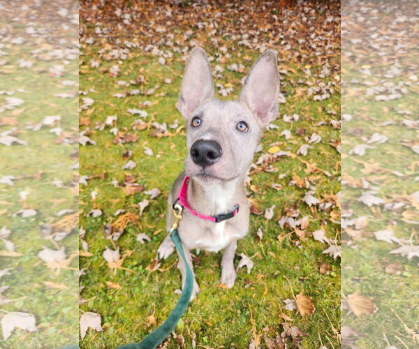 Medium Photo #2 German Shepherd Dog-Unknown Mix Puppy For Sale in New London, WI, USA
