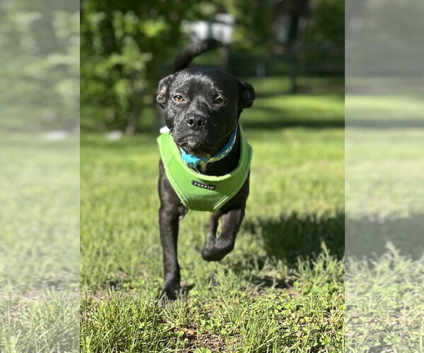 Medium Photo #1 Pug-Unknown Mix Puppy For Sale in Gibbstown, NJ, USA