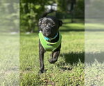 Small Pug Mix