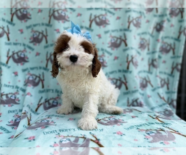 Medium Photo #2 Cavapoo (Miniature) Puppy For Sale in LAKELAND, FL, USA