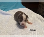 Puppy Puppy 3 Miniature American Shepherd