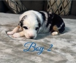 Small Photo #17 Australian Shepherd Puppy For Sale in SALISBURY, NC, USA