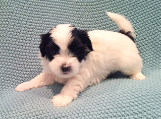 Havanese Puppy for sale in PLANO, TX, USA