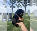 Small Photo #2 Yorkshire Terrier Puppy For Sale in PELSOR, AR, USA