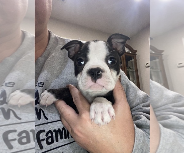 Medium Photo #8 Boston Terrier Puppy For Sale in FREDONIA, KS, USA
