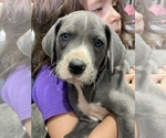 Puppy 1 Great Dane