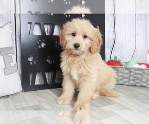 Goldendoodle (Miniature) Puppy for sale in MARIETTA, GA, USA