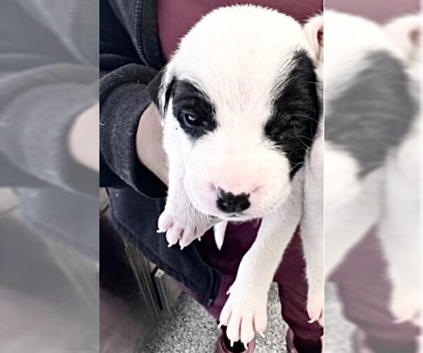 Medium Photo #1 Mutt Puppy For Sale in Houston, TX, USA