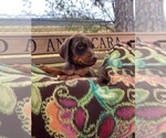 Small Photo #24 Doberman Pinscher Puppy For Sale in LUTZ, FL, USA
