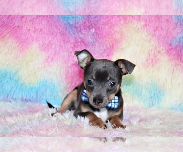 Medium Photo #1 Chihuahua Puppy For Sale in CHARLESTON, AR, USA