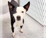 Small #1 Staffordshire Bull Terrier Mix