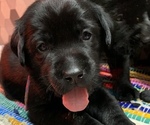 Small Photo #7 Labrador Retriever Puppy For Sale in INDIANA, PA, USA