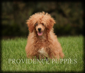 Poodle (Miniature) Puppy for sale in COPPOCK, IA, USA