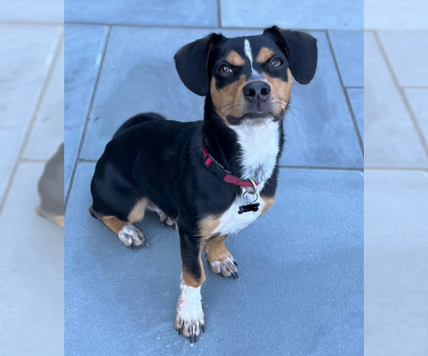 Medium Photo #5 Dachshund-Unknown Mix Puppy For Sale in Cranston, RI, USA