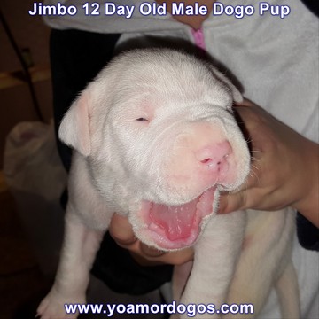 Medium Photo #45 Dogo Argentino Puppy For Sale in JANE, MO, USA