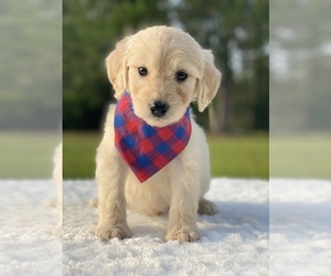 Goldendoodle Puppy for sale in FROSTPROOF, FL, USA