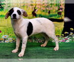Small #2 Mutt
