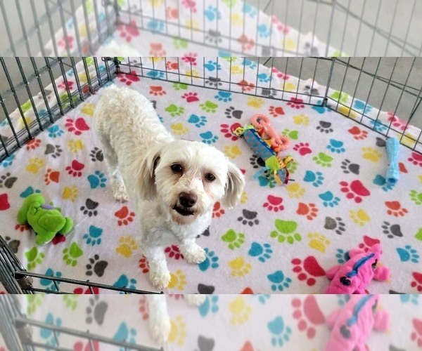 Medium Photo #10 Havanese Puppy For Sale in ORO VALLEY, AZ, USA