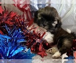 Small #8 Shih Tzu