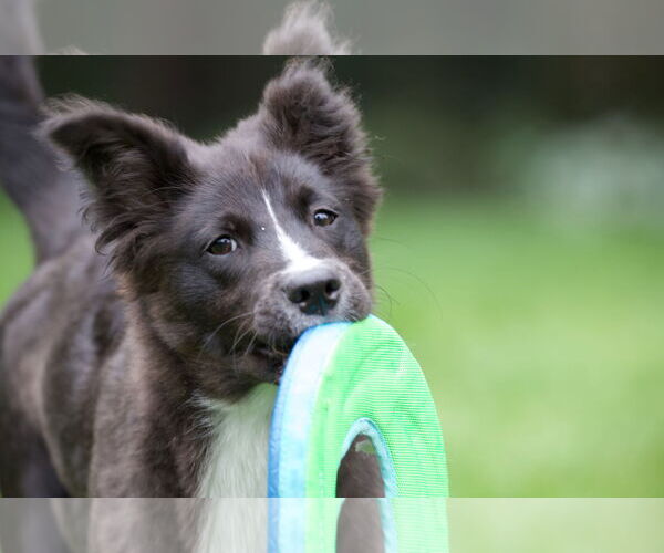 Medium Photo #2 Carolina Dog Puppy For Sale in Highland, IL, USA