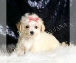 Small #1 Morkie