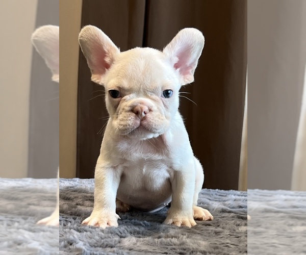 Medium Photo #2 French Bulldog Puppy For Sale in LANCASTER, CA, USA