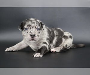 American Bully Puppy for sale in CHAMPAIGN, IL, USA