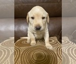 Small Photo #2 Labrador Retriever Puppy For Sale in CLARKESVILLE, GA, USA