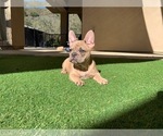 Small Photo #12 French Bulldog Puppy For Sale in PASO ROBLES, CA, USA