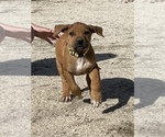 Small Photo #120 Rhodesian Ridgeback Puppy For Sale in MORONGO VALLEY, CA, USA