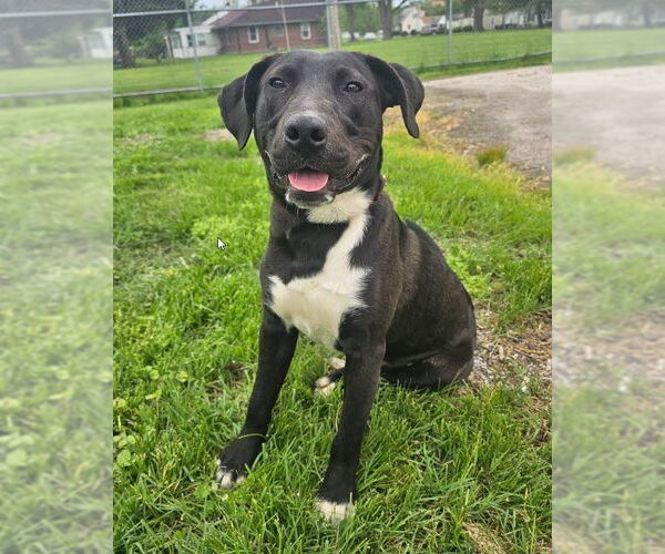 Medium Photo #3 American Pit Bull Terrier-Labrador Retriever Mix Puppy For Sale in St. Ann, MO, USA