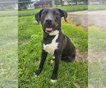 Small #2 American Pit Bull Terrier-Labrador Retriever Mix