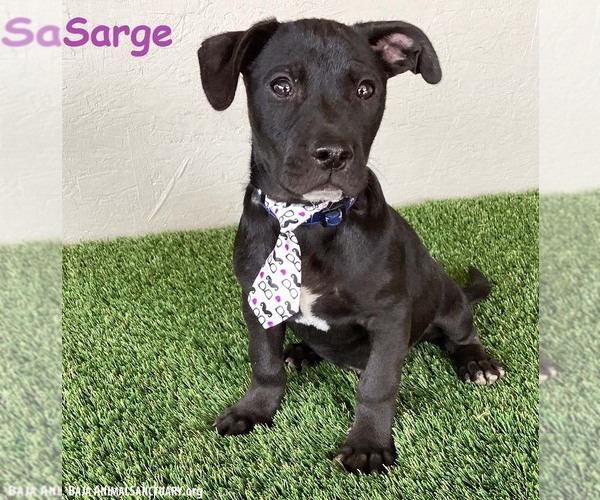 Medium Photo #1 American Staffordshire Terrier-Unknown Mix Puppy For Sale in San Diego, CA, USA