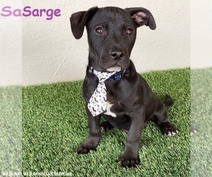 American Staffordshire Terrier-Unknown Mix Dogs for adoption in San Diego, CA, USA
