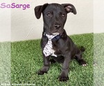 Small American Staffordshire Terrier Mix