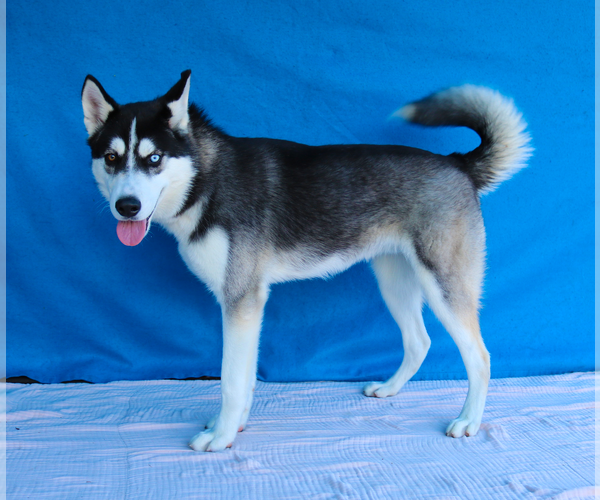 Medium Photo #2 Siberian Husky Puppy For Sale in Pasadena, CA, USA