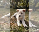 Small Photo #33 Shiba Inu Puppy For Sale in NEW ATHENS, IL, USA