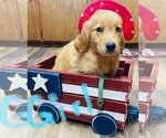 Puppy Puppy 4 Golden Retriever