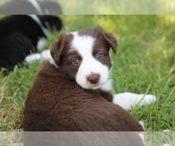Medium Photo #4 Border Collie Puppy For Sale in BERRIEN SPRINGS, MI, USA