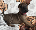 Puppy Lydia Chinese Shar-Pei